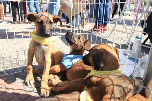 Equipe Ambiental de Ribeirão Pires dá dicas de como cuidar dos pets no período de frio