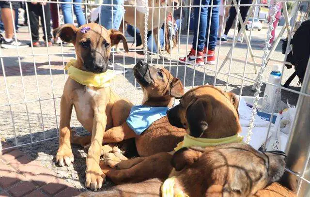 Equipe Ambiental de Ribeirão Pires dá dicas de como cuidar dos pets no período de frio