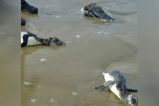 Centenas de pinguins morrem no Uruguai tentando chegar ao Brasil