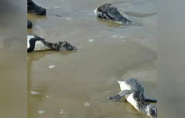 Centenas de pinguins morrem no Uruguai tentando chegar ao Brasil