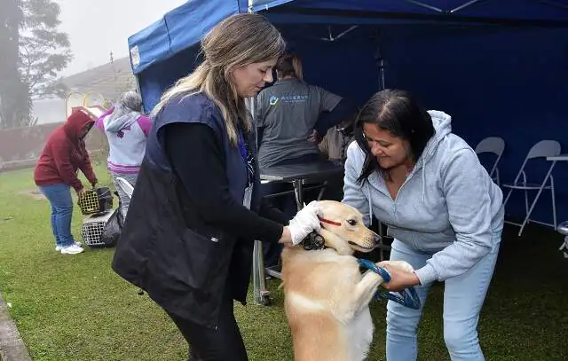 Paranapiacaba recebe ações da causa animal