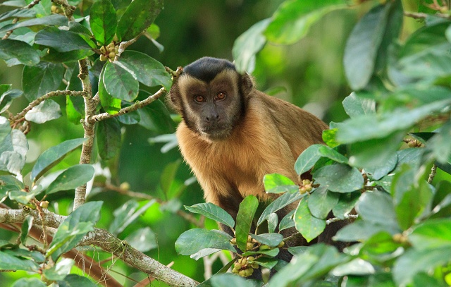 Tufted capuchin