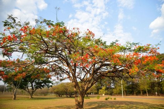 Primavera começa na madrugada deste sábado (23)