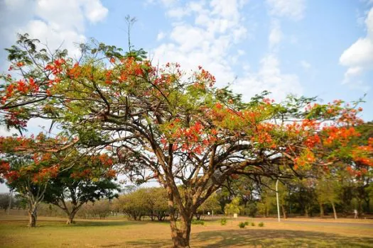 São Paulo celebra a primavera como maior produtor e exportador de flores do Brasil