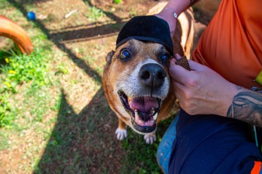 Saúde convida população a escolher mascote da Semana Animal SP 2023