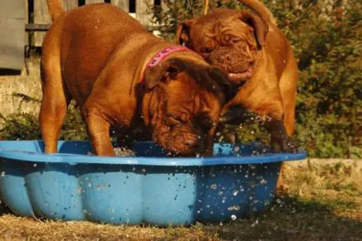 Protegendo cães e gatos do calor e clima seco: Veterinário orienta como refrescar pets