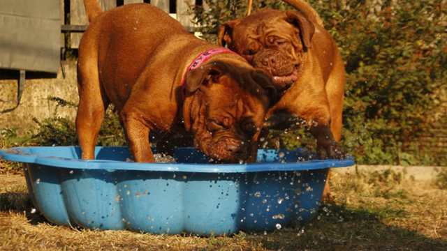 cachorro-com-calor