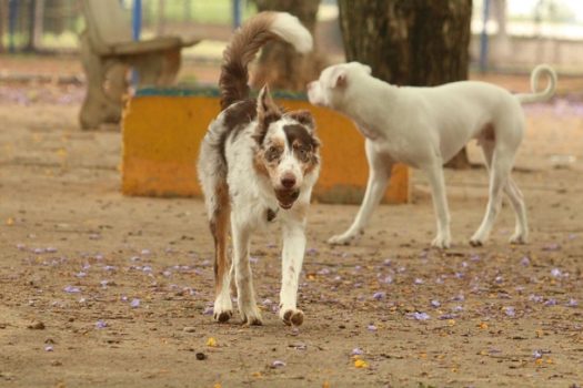 Shopping Eldorado promove 3ª Edição da Pet Run