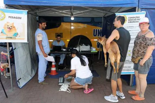 Campanha Municipal de Castração já atendeu 543 animais em Diadema