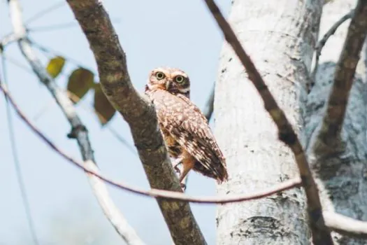 Centro de Manejo e Conservação de Animais Silvestres da Prefeitura de SP devolve 11 aves à natureza