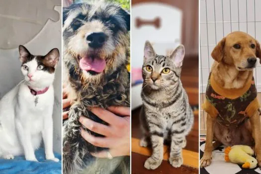 Butantã Shopping realiza evento de adoção de cães e gatos