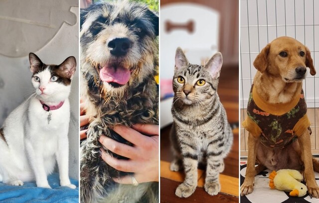 Butantã Shopping realiza evento de adoção de cães e gatos