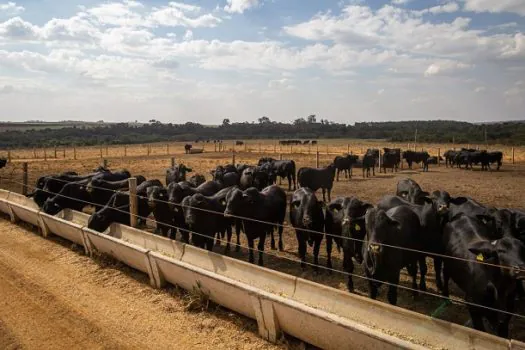 IBGE: pecuária brasileira colecionou recordes em 2022