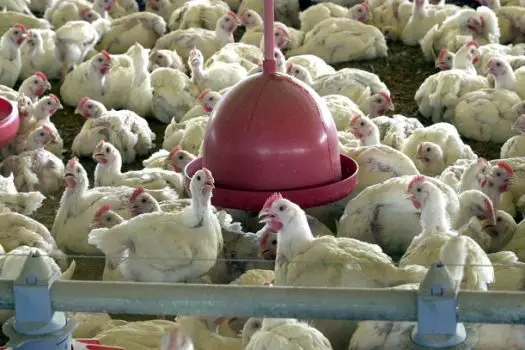 Agricultura confirma mais um caso de gripe aviária em ave silvestre; total sobe para 146