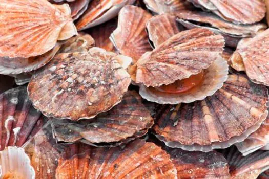 Programa Nacional de Moluscos Bivalves Seguros é implementado