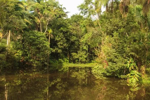 Viva o Verde SP: população ajuda a planejar futuro de 8 parques municipais em parceria com a ONU