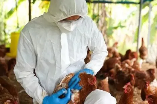 Gripe aviária: Rondônia decreta estado de emergência zoosanitária, mesmo sem casos da doença