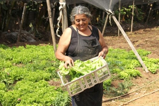 Sampa+Rural impulsiona agricultura sustentável com a produção de mais de 2 mil toneladas de alimentos