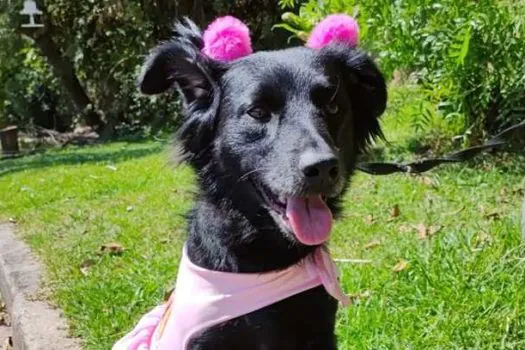 Adoção de Cães e Gatos acontece neste domingo no São Bernardo Plaza