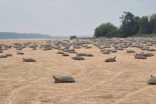 Preservação de tartarugas em RO recebe mais uma vez apoio da Vitru Educação