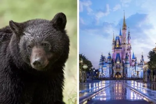 Urso selvagem faz ‘visita’ aos parques da Disney e causa atrasos em abertura