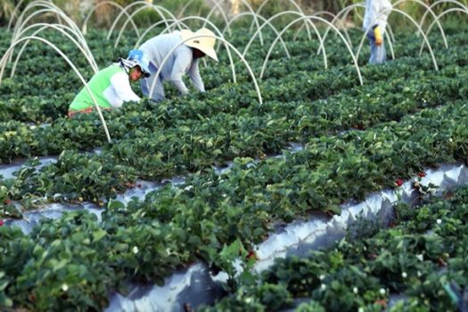 Governo anuncia crédito para agricultores atingidos por chuvas no Vale do Ribeira