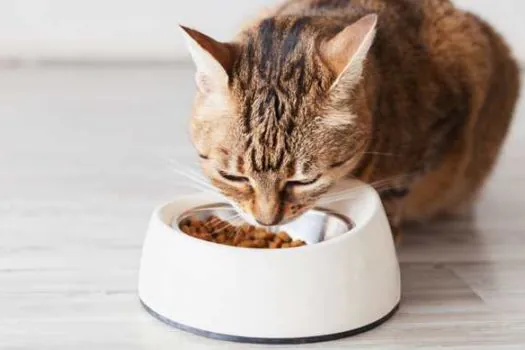 Abertura de mercado de alimentos para animais de companhia no Marrocos