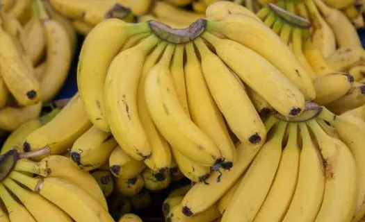 Estado de SP é responsável por 26% da banana produzida no Brasil