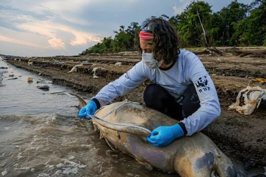 Mais dez carcaças de botos foram encontradas no Lago Tefé