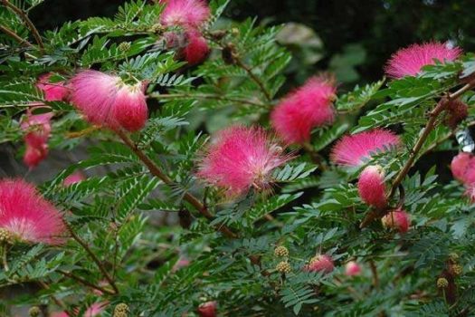 Primavera no Cerrado: Biólogo do CEUB explica o impacto da floração para o ecossistema do bioma