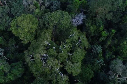 ‘Diálogos Amazônicos’ realiza evento presencial para debater os caminhos da região