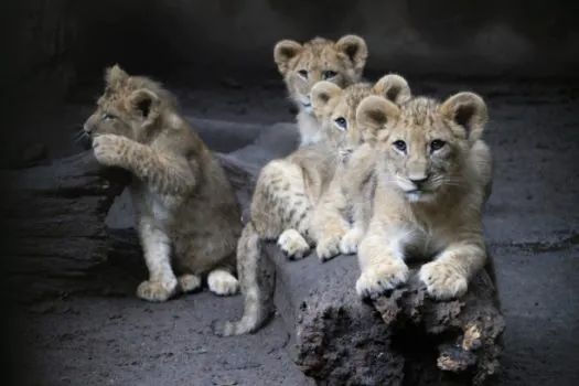 Dia das Crianças: Zoológico de São Paulo apresenta ao público a família de leões com seis filhotes