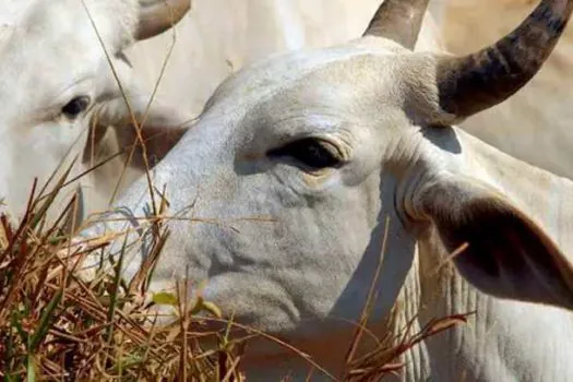 Projeto de SP para reduzir gases de efeito estufa em produção bovina recebe R$ 20 mi