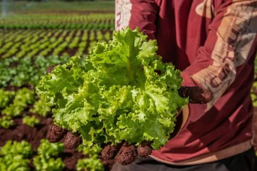 Programa de Aquisição de Alimentos: mulheres são maioria na produção e na inclusão alimentar