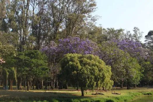 Feriado prolongado: tour nos Parques Ibirapuera, Horto Florestal e Cantareira é opção de lazer