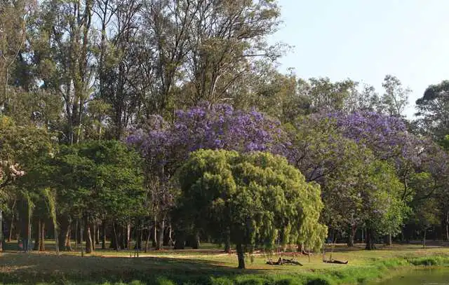 parque-ibirapuera