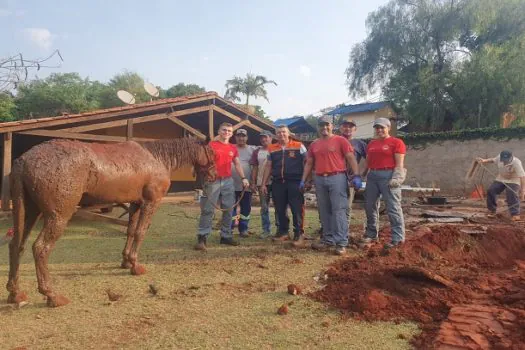 Defesa Civil e Corpo de Bombeiros de Nova Odessa resgatam cavalo que caiu em fossa