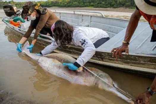 Aquecimento das águas pode ter provocado a morte de 5% dos botos de Tefé