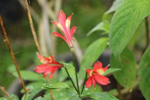 Viveiro do Jardim Botânico abriga mais de 700 exemplares únicos da natureza