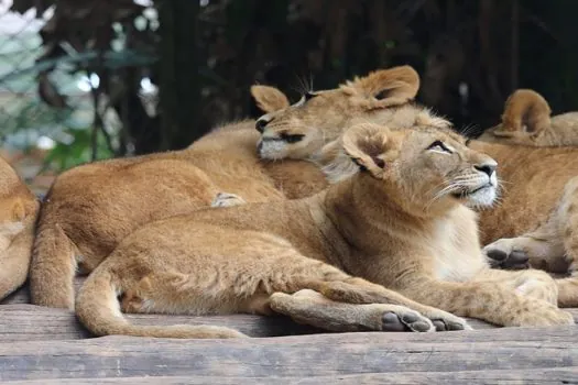 Filhotes de leões do zoológico de São Paulo ganham nomes