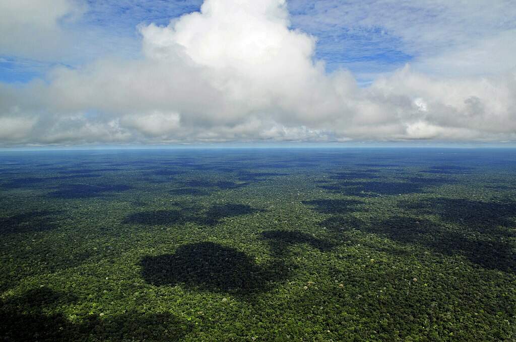 Amazonia Floresta