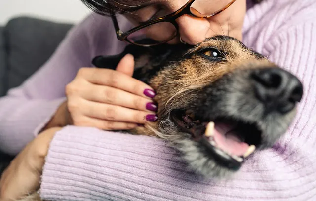 Happy,Crossbreed,Dog,Being,Kissed,By,His,Owner.,Close,Up