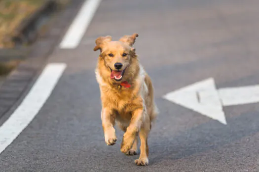 Plano busca ações contra atropelamentos de animais em rodovias de SP