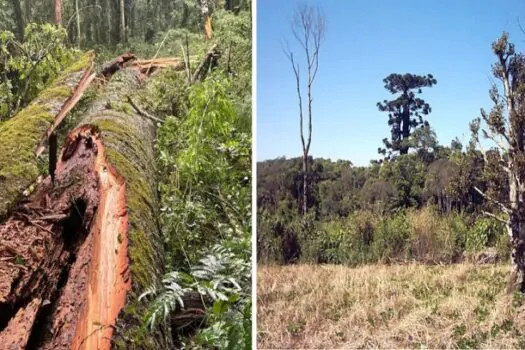 Vendaval derruba araucária de 750 anos, a maior do Paraná