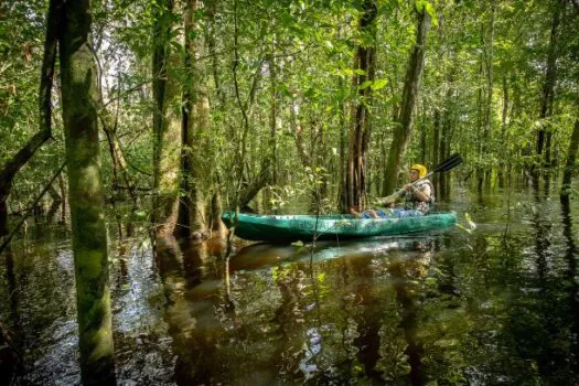 Canoagem na Floresta de Igapó: aventura dentro do bioma amazônico