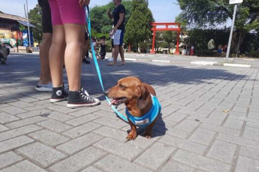 Cãominhada do Colégio São José reúne mais de 300 pets em Ribeirão Pires