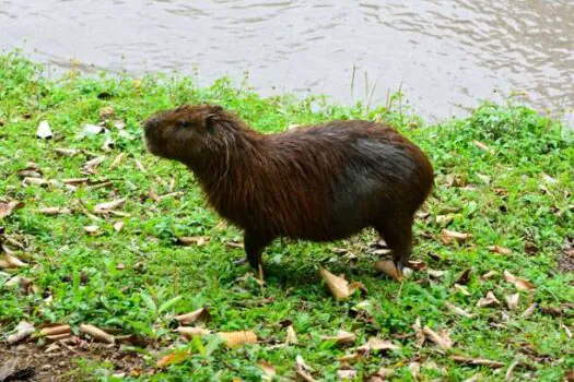 Estudo vai levantar população de capivaras em Santo André