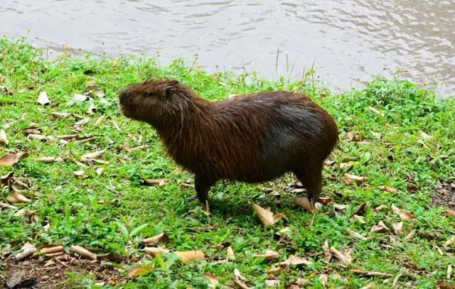 capivara