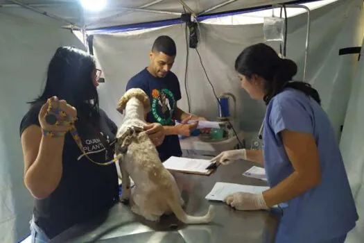 Campanha Municipal de Castração atendeu 824 animais em Diadema