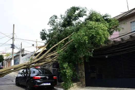 Chuvas com vento provocam quedas de árvores em SP